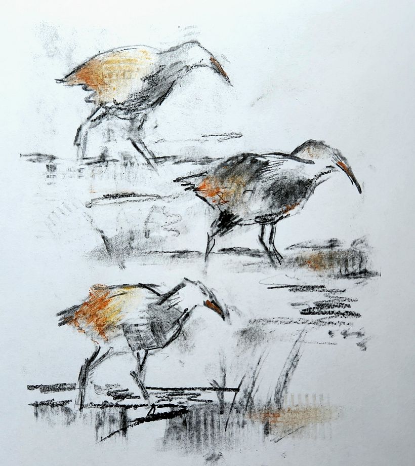 My project for course: Animal Illustration with Charcoal and Ink 2