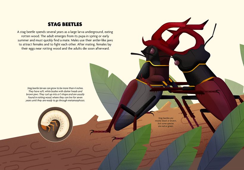 INSECTOS. Libro ilustrado. 6