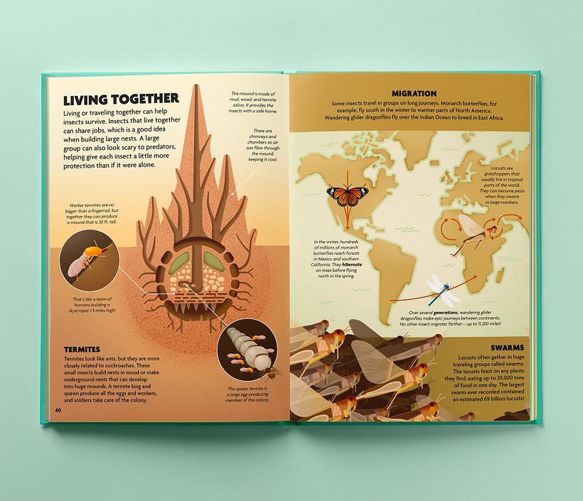 INSECTOS. Libro ilustrado. 7