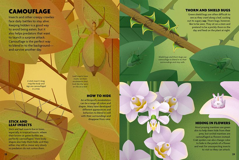 INSECTOS. Libro ilustrado. 9