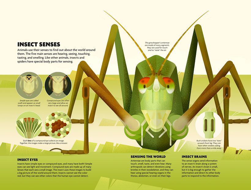 INSECTOS. Libro ilustrado. 10