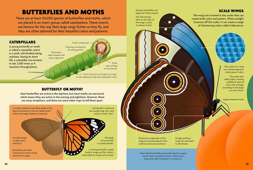 INSECTOS. Libro ilustrado. 12