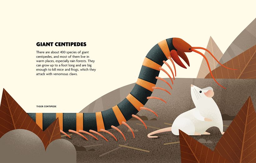 INSECTOS. Libro ilustrado. 15