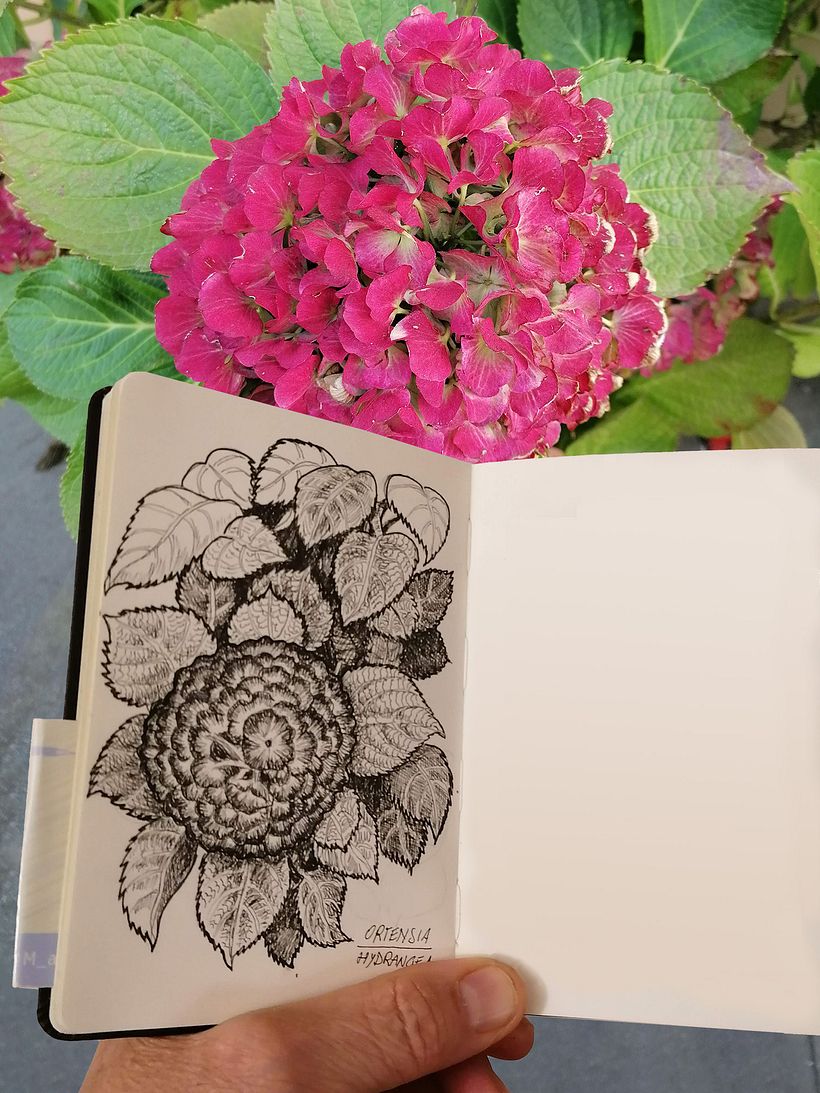 le ortensie del mio terrazzo