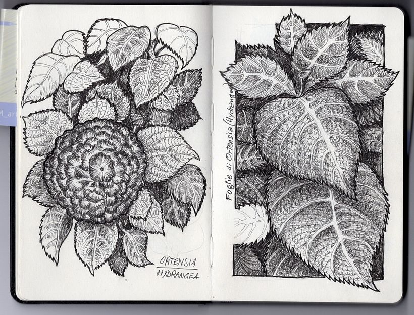 ortensie fiori e foglie