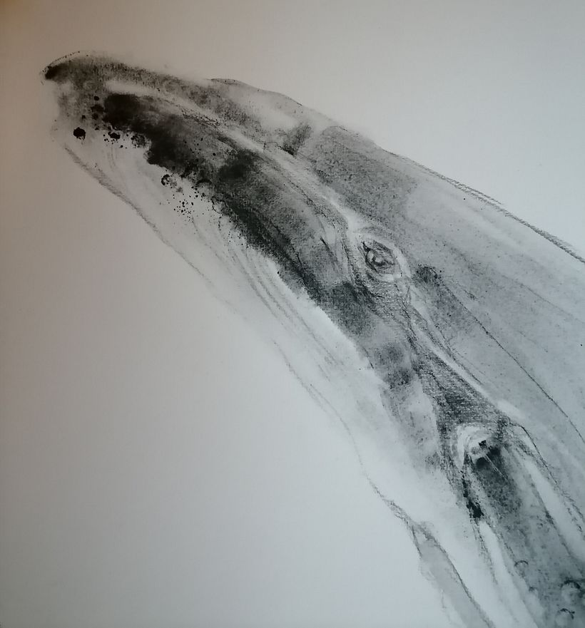 My project for course: Animal Illustration with Charcoal and Ink 12