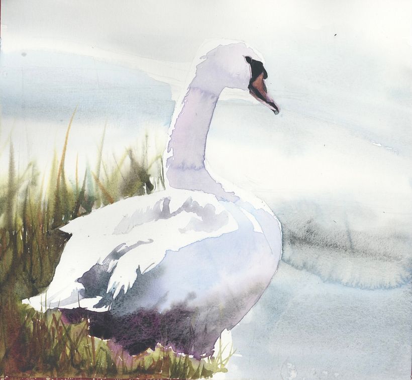 White back of swan accentuated by adding grasses. Soft edges of grasses created by dropping the paint into damp paper.