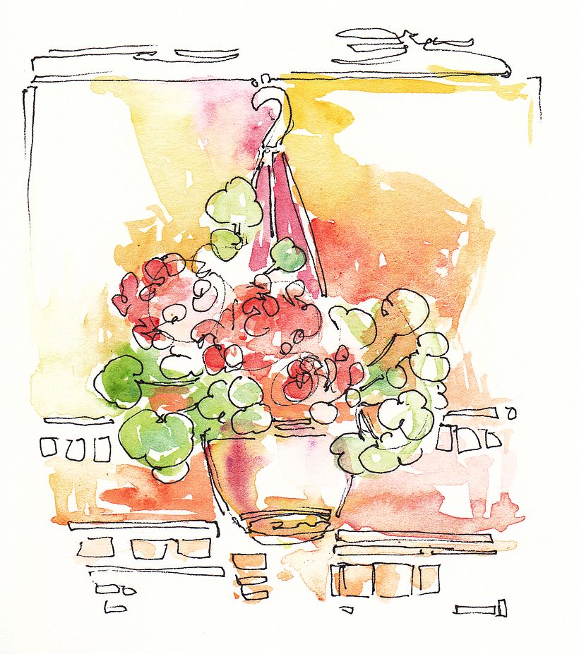 Geranium - Apuseni Mountains,Romania