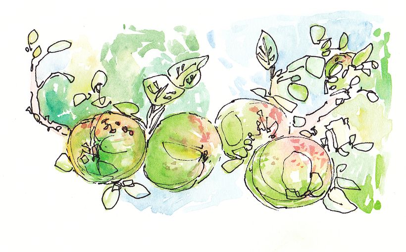 Glastonbury, England - Apple Orchard