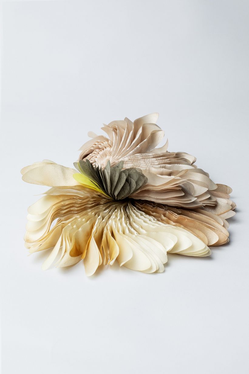  Brazalete "Cuphophyllus colemannianus"  / Foto : Pilar Castro E.