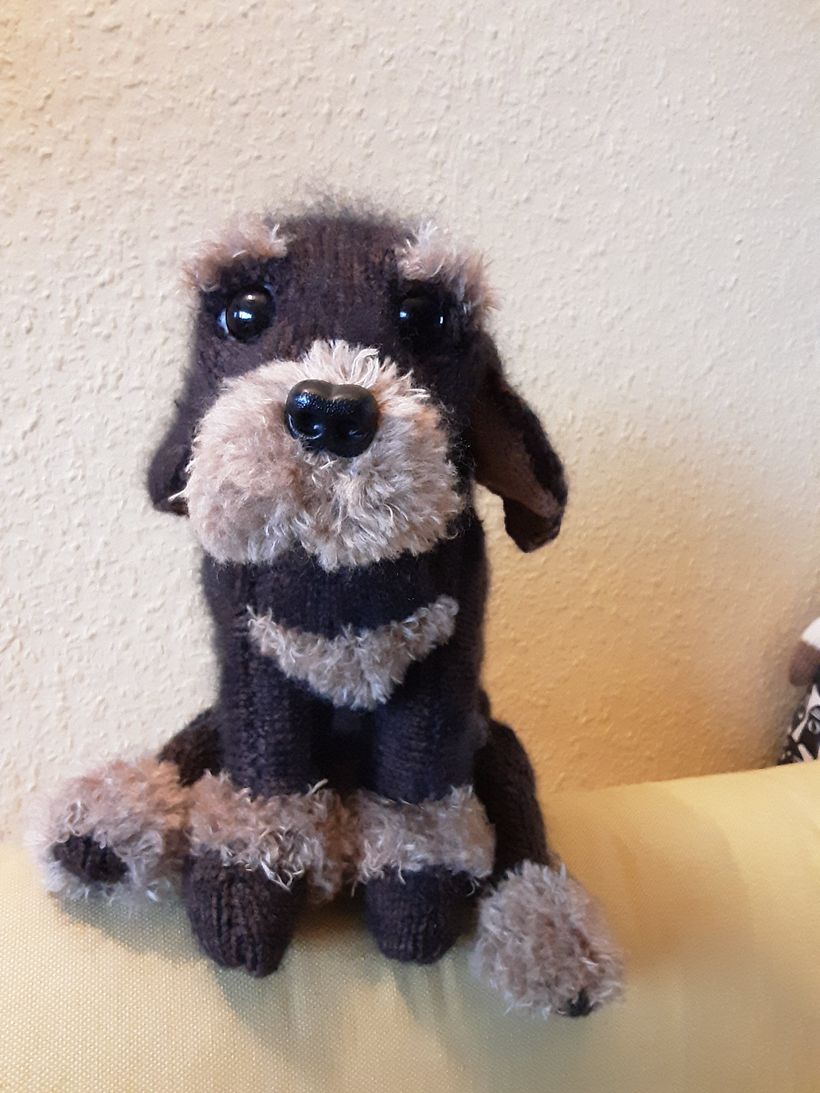 My rough-haired dachshund puppy