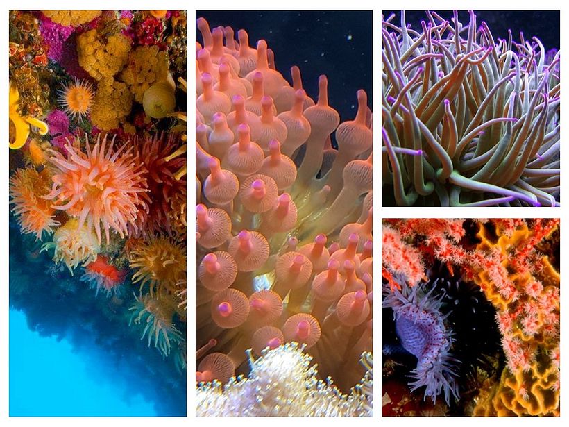 Imagen inspiración "Anemonas de mar".