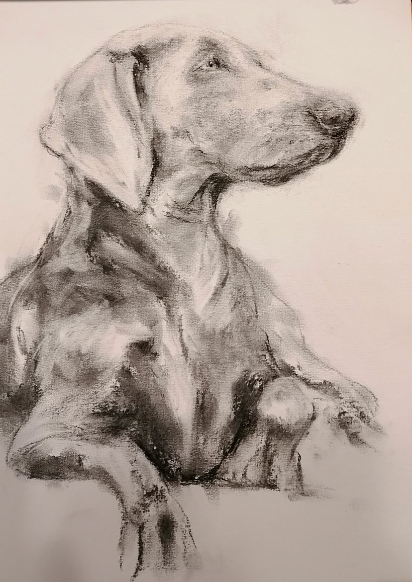 My project for course: Animal Illustration with Charcoal and Ink 17
