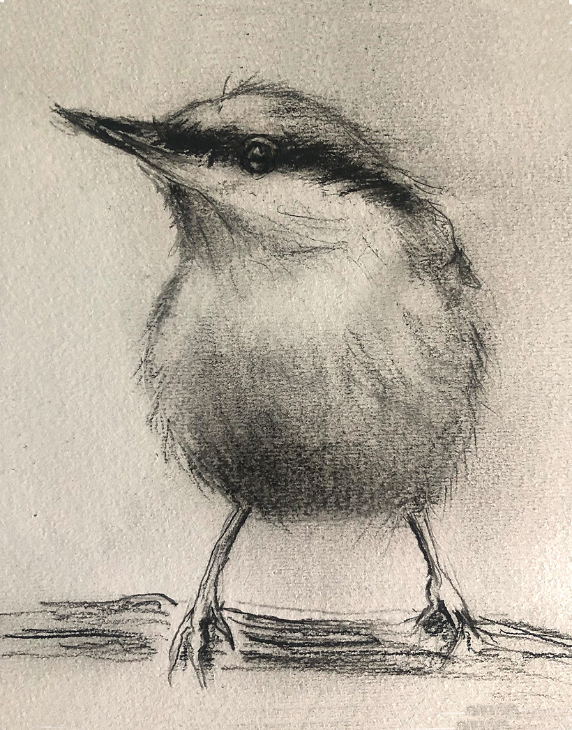 Charcoal Bird Drawing, section one.