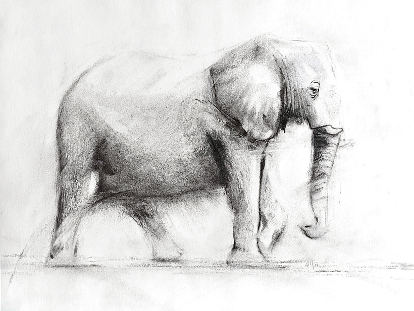 Elefante con carboncillo 1