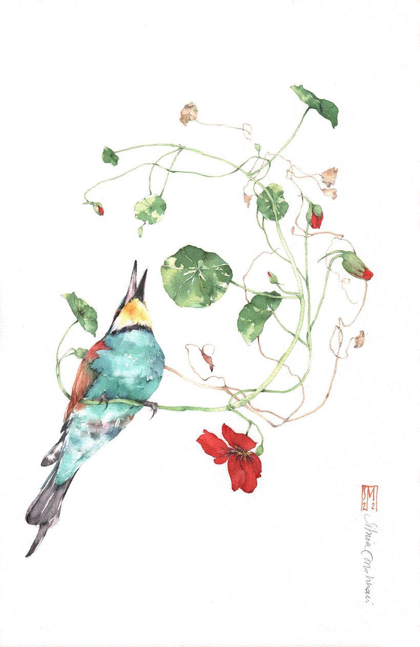 ZENTRUM 2_ tropeolo e gruccione, acquerello su carta di cotone 39x26 cm