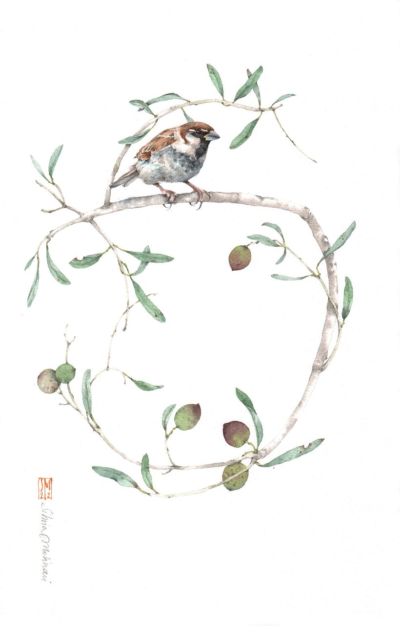 ZENTRUM 5_ olivo e passera d'Italia, acquerello su carta di cotone 39x26 cm