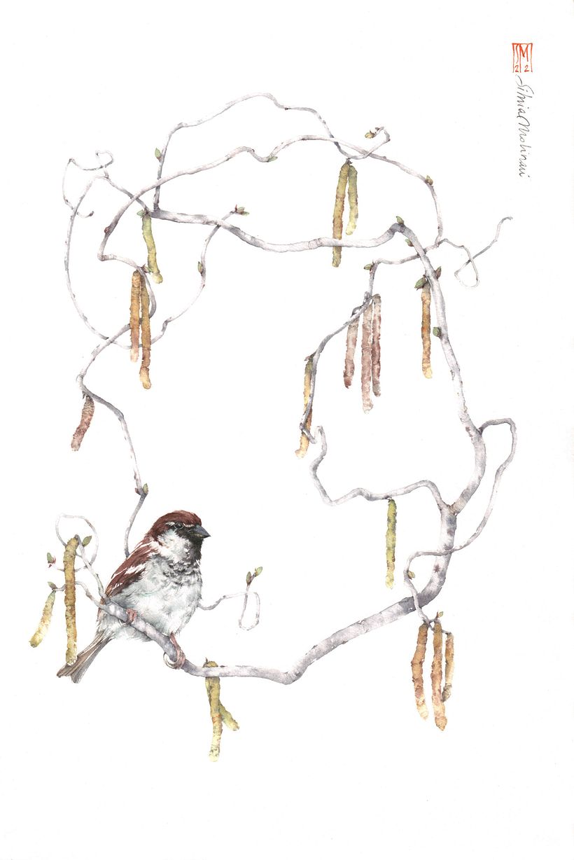 ZENTRUM 5_ nocciòlo e passera d'Italia, acquerello su carta di cotone 39x26 cm