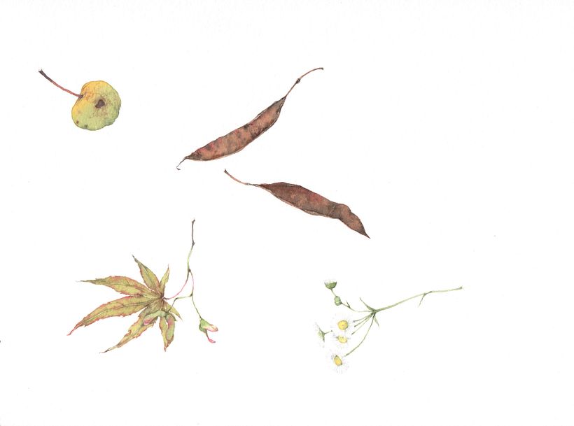 Il verso del fiore_ Una passeggiata nel giardino di Emily Dickinson 8