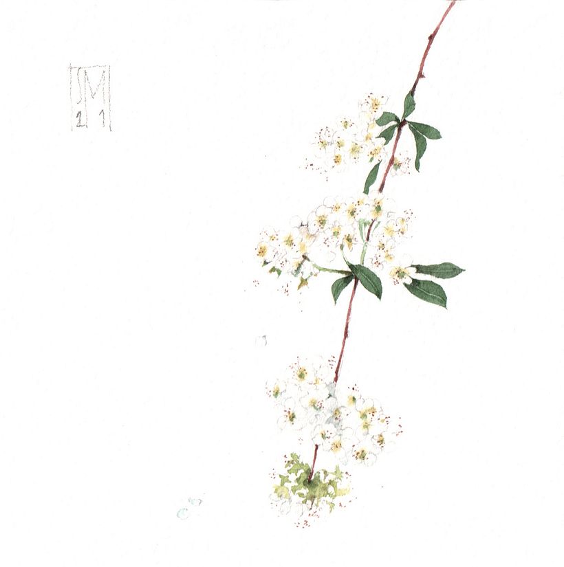 Piccolo bianco erbario - Spirea