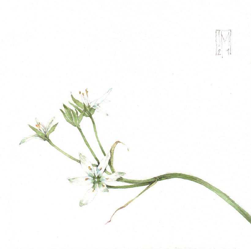 Piccolo bianco erbario - Ornitogallo