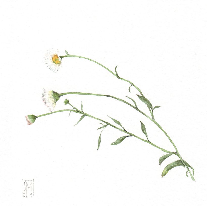 Piccolo bianco erbario - Erigeron