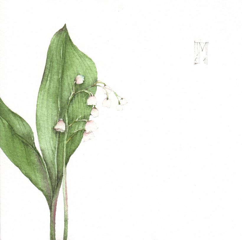 Piccolo bianco erbario - Mughetto