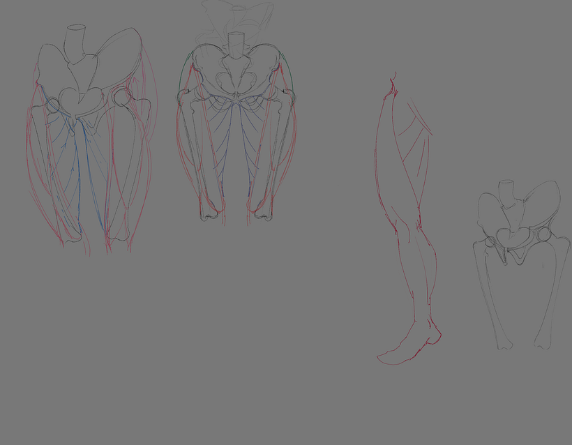 Hips and leg muscle studdy 