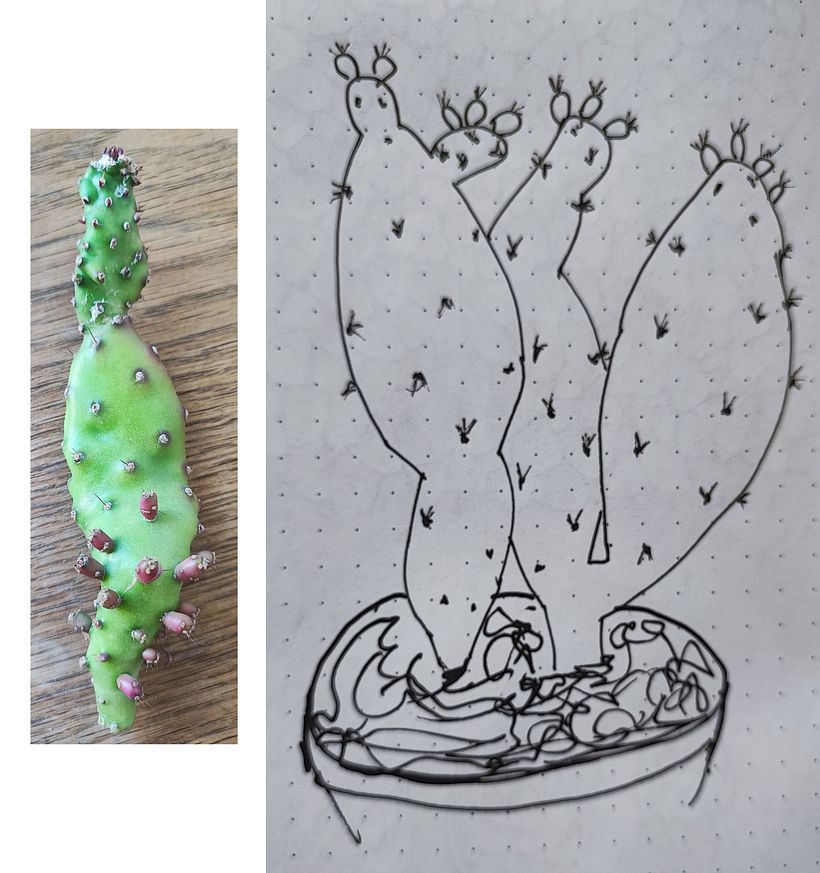 Opuntia humifusa (Nopal del este)