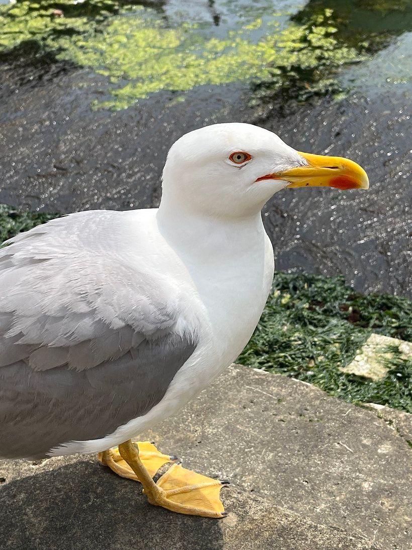 Te vigilo - Venecia 2022