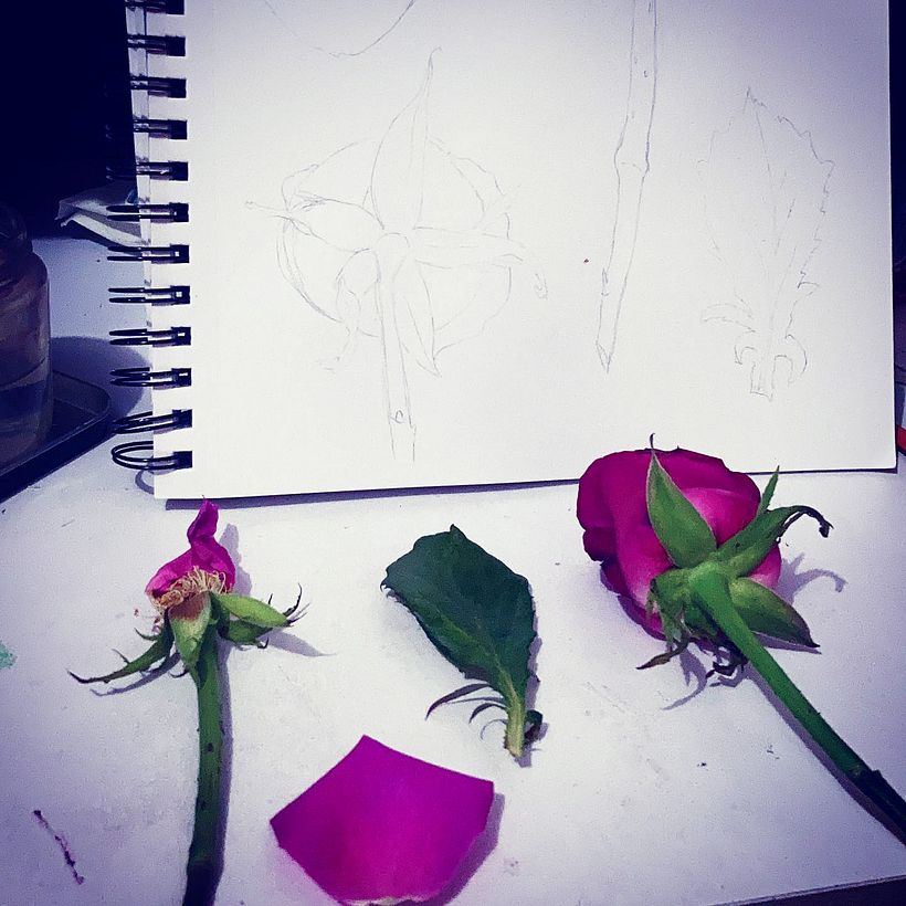 Una rosa es una rosa 1