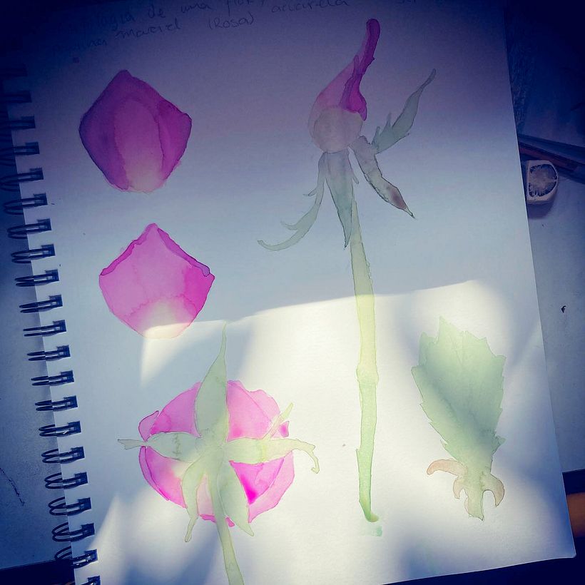 Una rosa es una rosa 3
