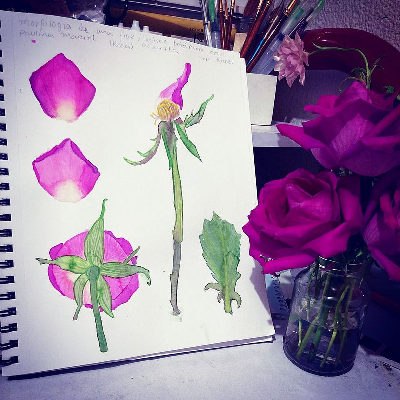 Una rosa es una rosa 4