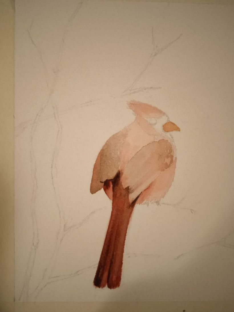 CARDINALE ROSSO Il mio progetto del corso: Illustrazione naturalistica: acquerello in positivo e negativo 3