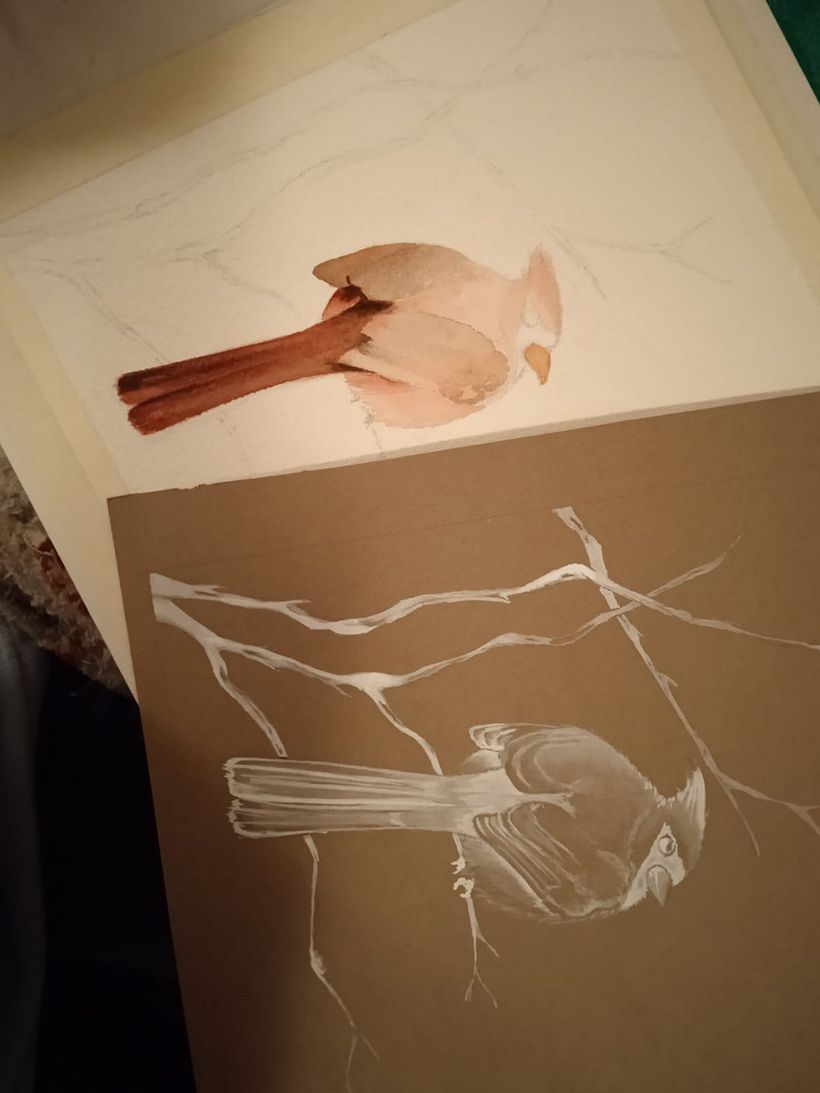 CARDINALE ROSSO Il mio progetto del corso: Illustrazione naturalistica: acquerello in positivo e negativo 4
