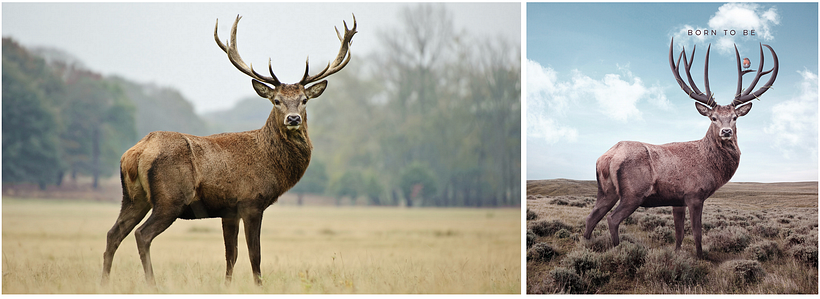 My project for course: Fantastical Photomontage and Illustrations in Photoshop 4