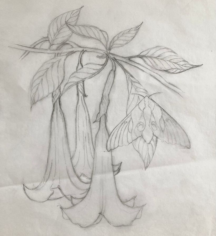sketch