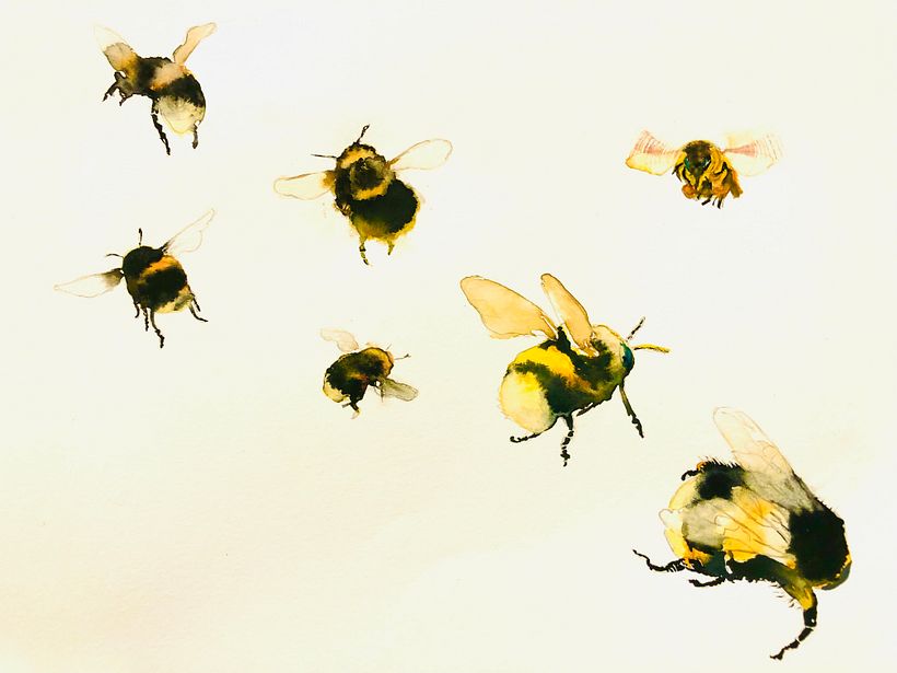 Bumblebee Practice
