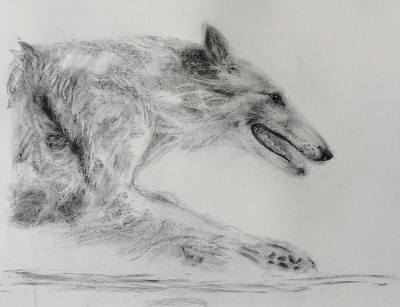 My project for course: Animal Illustration with Charcoal and Ink 19