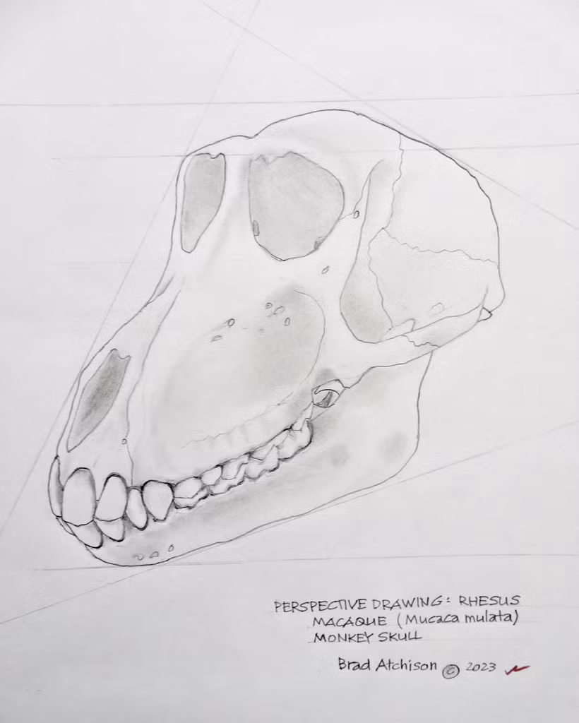 Sutures, or interdigitations, separating the individual bones were drawn in. © Brad Atchison 2023