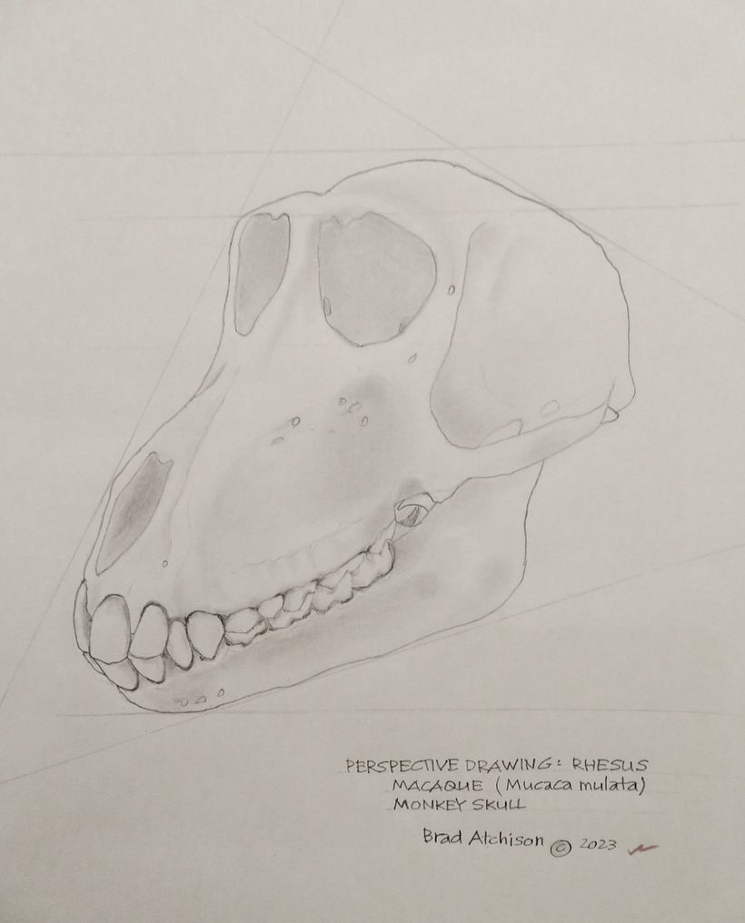 Tonal values have been applied to the almost-complete illustration. © Brad Atchison 2023