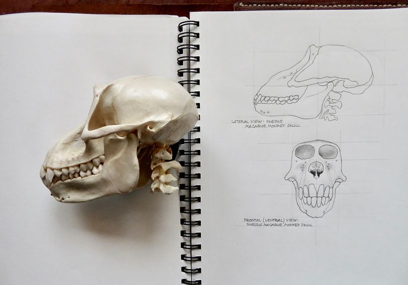 Lateral and ventral (frontal) views. © Brad Atchison