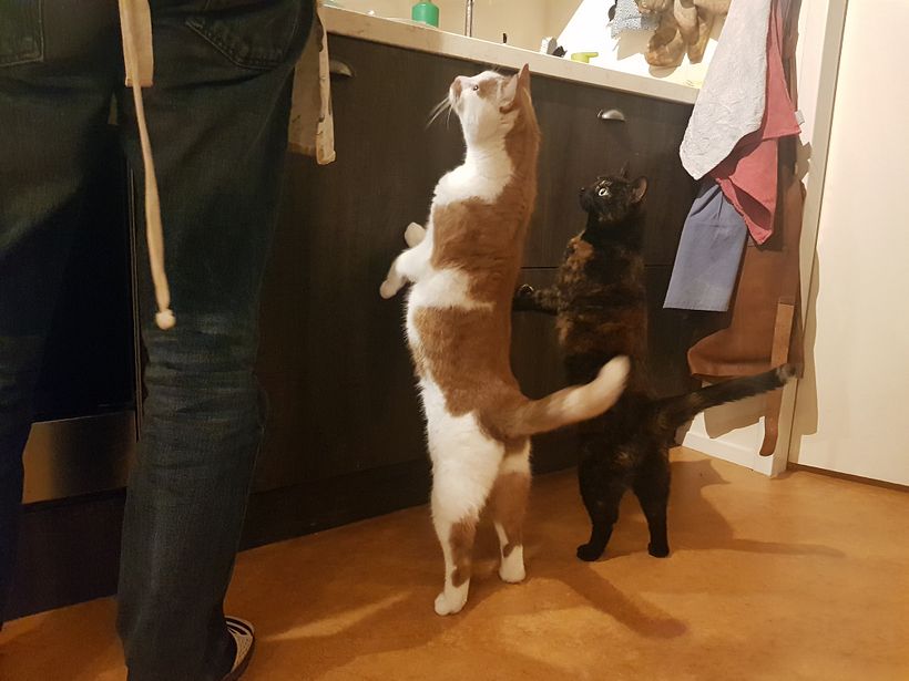 Bikkel and Buddy Cat
