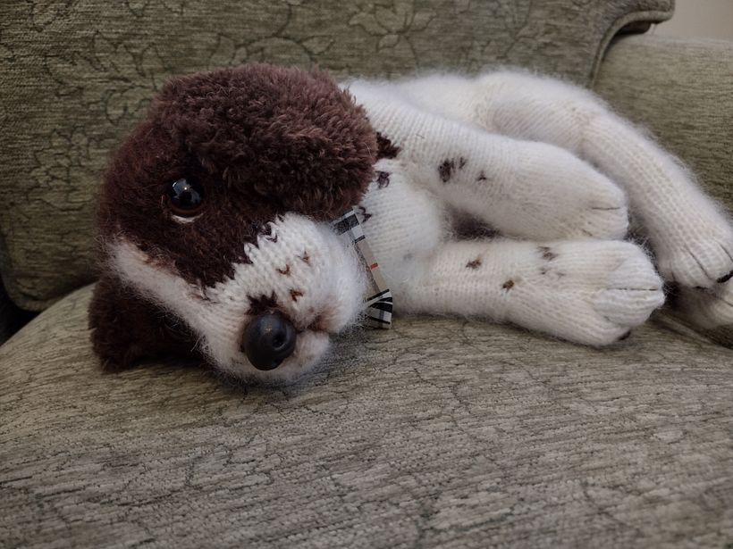 English Springer Spaniel 2