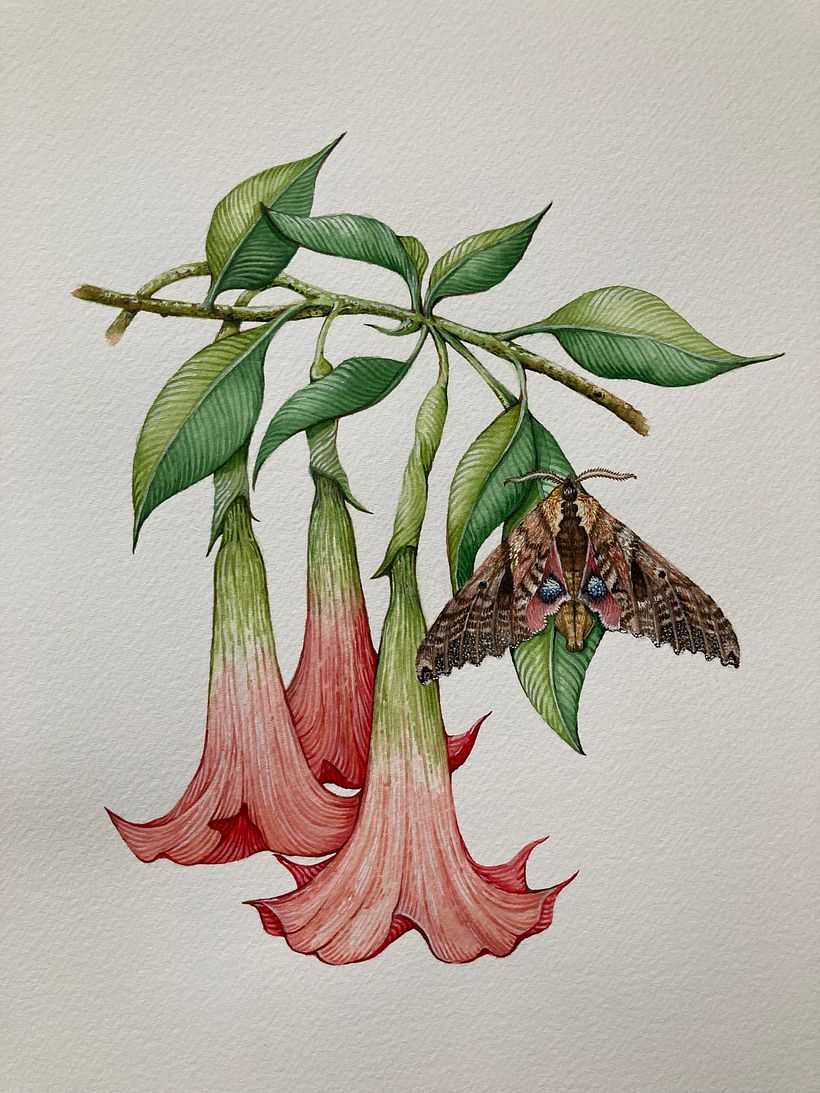 Final Painting Brugmansia and Blind Sphinx Moth