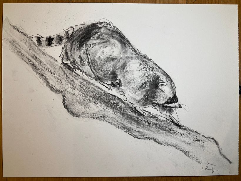 My project for course: Animal Illustration with Charcoal and Ink 8