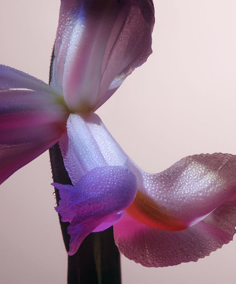 Sunshine Iris 2
