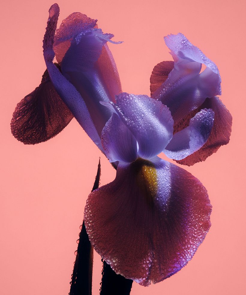 Sunshine Iris 3