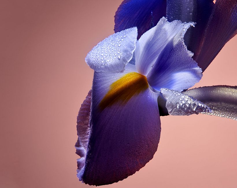 Sunshine Iris 5