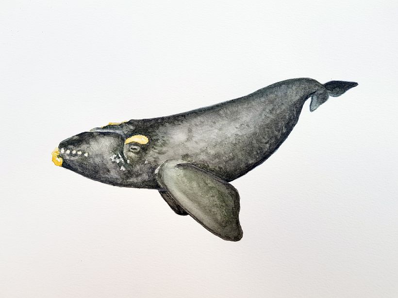Ballena Franca Austral